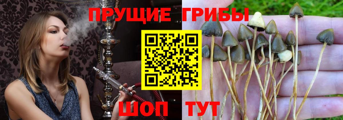 Чита  Псилоцибиновые грибы Cubensis  Вход с VPN 